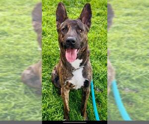 Dutch Shepherd -Unknown Mix Dogs for adoption in Sacramento, CA, USA
