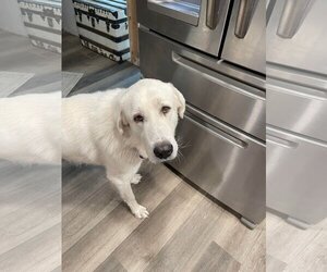Great Pyrenees Dogs for adoption in Bountiful, UT, USA