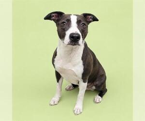 Greyhound-Unknown Mix Dogs for adoption in HESPERIA, CA, USA