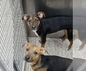 Mutt Dogs for adoption in Martinsburg, WV, USA