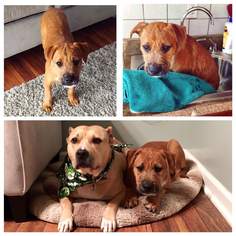 Mutt Dogs for adoption in Runnemede, NJ, USA