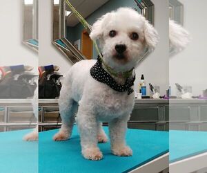 Bichon Frise Dogs for adoption in St. Louis Park, MN, USA