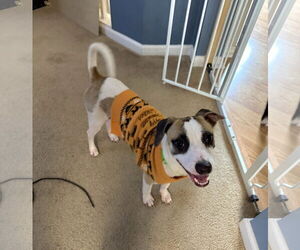 Chihuahua-Unknown Mix Dogs for adoption in Virginia Beach, VA, USA