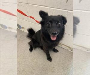 Chihuahua-Unknown Mix Dogs for adoption in San Bernardino, CA, USA