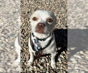 Chihuahua Dogs for adoption in Fort Collins, CO, USA