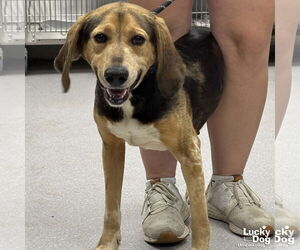 - Mix Dogs for adoption in Washington, DC, USA