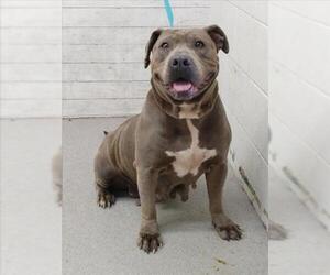 American Pit Bull Terrier Dogs for adoption in San Bernardino, CA, USA
