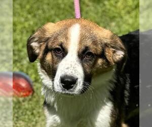 Border Collie-Unknown Mix Dogs for adoption in Yardley, PA, USA