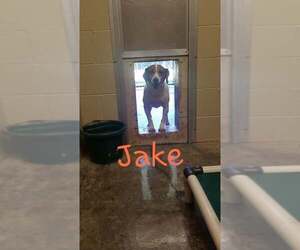 Jack-A-Bee Dogs for adoption in Harrisville, WV, USA