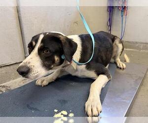 Aussiedor Dogs for adoption in Camarillo, CA, USA