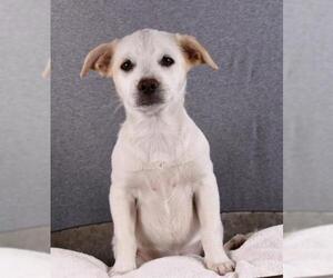 Dorgi Dogs for adoption in Sheridan, CO, USA