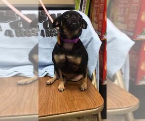 Chihuahua Dogs for adoption in Fenton, MO, USA