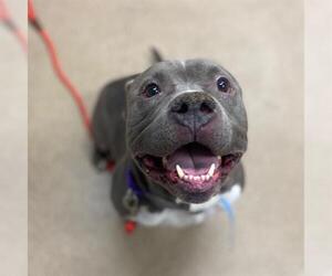 Mutt Dogs for adoption in Aurora, CO, USA