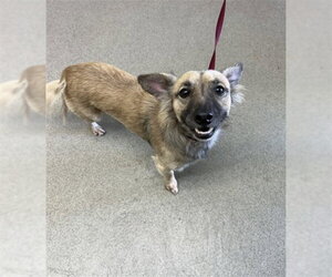 Chihuahua Dogs for adoption in San Bernardino, CA, USA