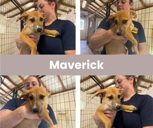 Labrador Retriever-Unknown Mix Dogs for adoption in The Woodlands, TX, USA
