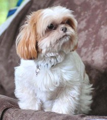 Shih Tzu Dogs for adoption in Vernonia, OR, USA