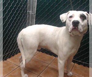 Mutt Dogs for adoption in Downey, CA, USA