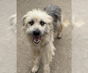 Mutt Dogs for adoption in Riverside, CA, USA