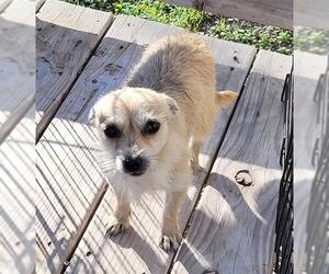 Mutt Dogs for adoption in San Antonio, TX, USA