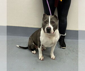 Mutt Dogs for adoption in Louisville, KY, USA