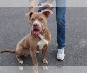 American Pit Bull Terrier-Unknown Mix Dogs for adoption in Chestertown, MD, USA