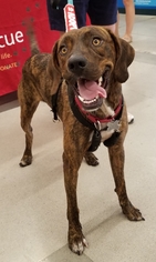 Catahoula Leopard Dog Dogs for adoption in Canton, CT, USA