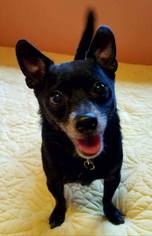Medium Photo #15 Chihuahua Puppy For Sale in Yakima, WA, USA
