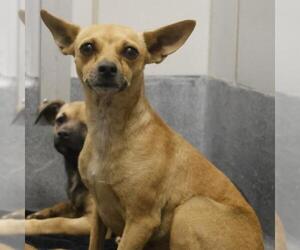 Chihuahua-Unknown Mix Dogs for adoption in San Antonio, TX, USA
