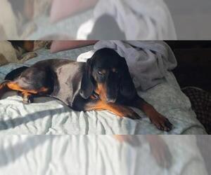 Black and Tan Coonhound Dogs for adoption in Clinton , MI, USA
