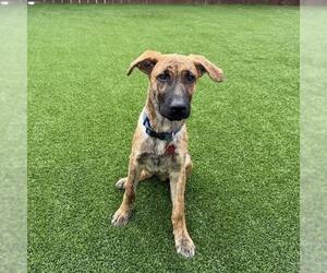 Labrador Retriever-Unknown Mix Dogs for adoption in San Diego, CA, USA