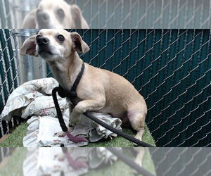 Chihuahua Dogs for adoption in Downey, CA, USA