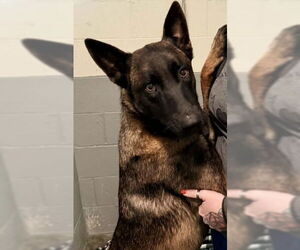 Mutt Dogs for adoption in Imlay City, MI, USA