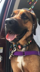 Medium Photo #1 Bloodhound-Coonhound Mix Puppy For Sale in bloomington, IL, USA