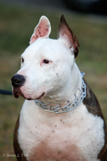Beagle Dogs for adoption in Marrero, LA, USA
