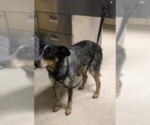 Mutt Dogs for adoption in Riverside, CA, USA