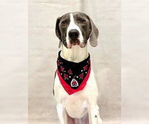 Plott Hound Dogs for adoption in Sanford, FL, USA