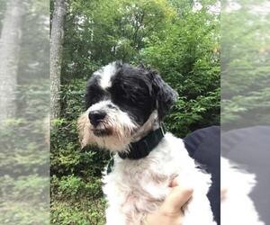 Shih-Poo Dogs for adoption in Cary, NC, USA