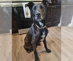 Labrador Retriever-Unknown Mix Dogs for adoption in San Antonio, TX, USA