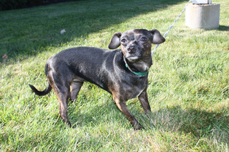 Chiweenie Dogs for adoption in Salem, MA, USA