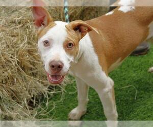 American Staffordshire Terrier-Unknown Mix Dogs for adoption in Tallahassee, FL, USA