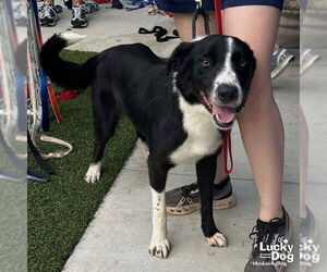 Border Collie-Retriever Mix Dogs for adoption in Washington, DC, USA