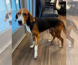 Mutt Dogs for adoption in Hilton Head, SC, USA