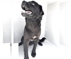 Mutt Dogs for adoption in Houston, TX, USA