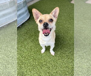 Chihuahua Dogs for adoption in Oak Bluffs, MA, USA