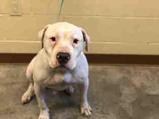 Dogo Argentino Dogs for adoption in Texas City, TX, USA