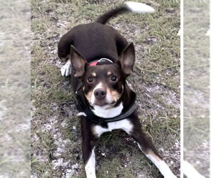 Jack Chi Dogs for adoption in Fort Pierce, FL, USA