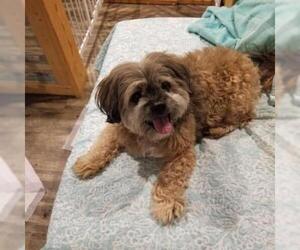 Havanese Dogs for adoption in Pendleton, NY, USA
