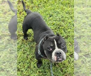 American Staffordshire Terrier Dogs for adoption in Fort Lauderdale, FL, USA