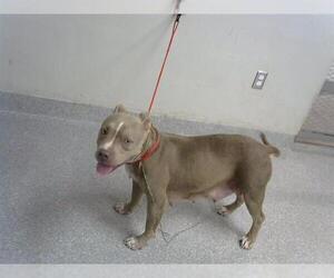 Staffordshire Bull Terrier Dogs for adoption in Pasadena, TX, USA