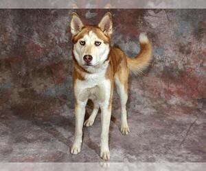 Alaskan Malamute Dogs for adoption in West Valley, UT, USA